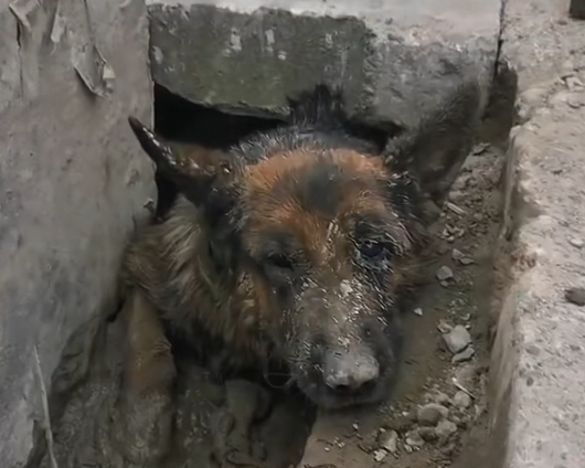 H1704009_found German Shepherd abandoned in sewer dra