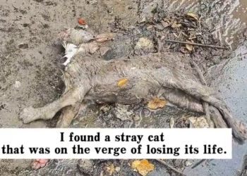 H1704010_found stray cat was on verge of losin