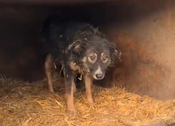 H1504008_#���❤️ #straydog #helpanimals