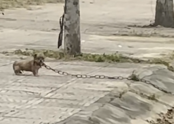 H1704011_found little dog dragging heavy iron chain