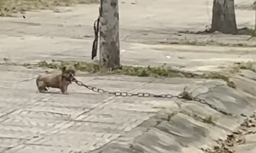 H1704011_found little dog dragging heavy iron chain