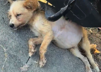 H1704012_found dog very big belly abandoned unde