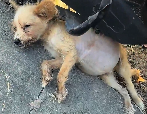 H1704012_found dog very big belly abandoned unde