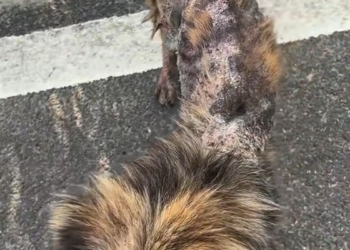 H1704016_found stray dog. Its whole body was covered wi