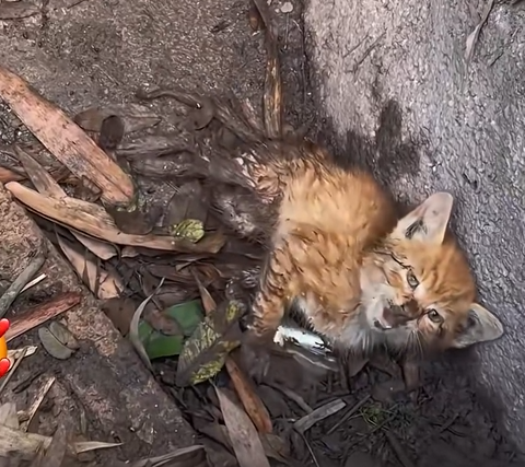 H1704019_found wounded kitten took it to hospit