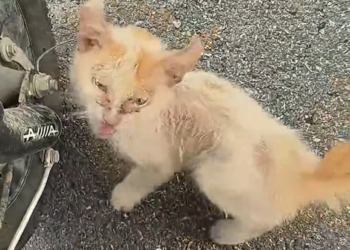 H1704020_found stray cat by roadside.It was so piti