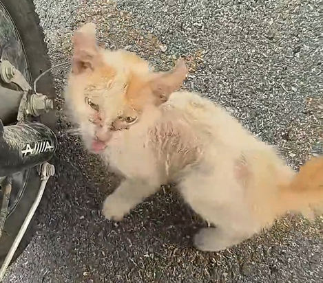 H1704020_found stray cat by roadside.It was so piti
