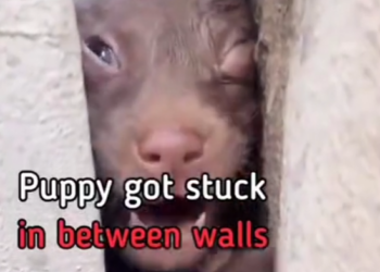 H1504007_#DogRescueMission #donate #DonateToSaveLives