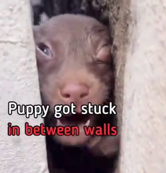 H1504007_#DogRescueMission #donate #DonateToSaveLives
