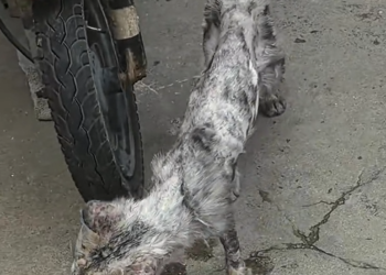 H1704021_found very thin stray cat.It looking foo