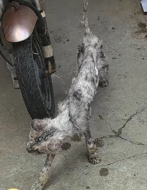 H1704021_found very thin stray cat.It looking foo