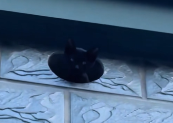 H1704024_found cat in hole in wall.I patted its