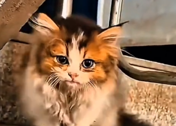 H1704025_From Alone to Loved ❤️ _ Kitten’s Beautiful Journey #kitten #animals #rescue #love