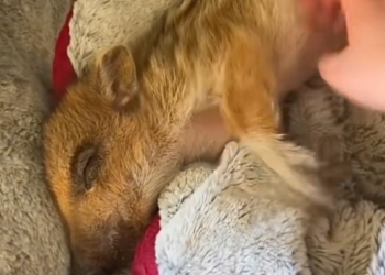 H1804003_family adopted baby wild boar lost its