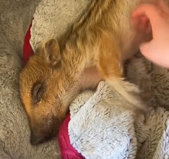 H1804003_family adopted baby wild boar lost its