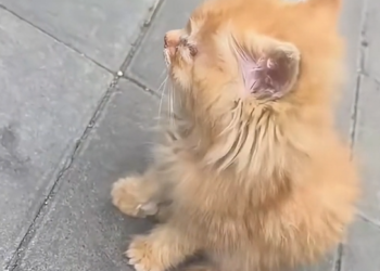 H1804004_family rescue poor kitten #cat #catsoftiktok #ki