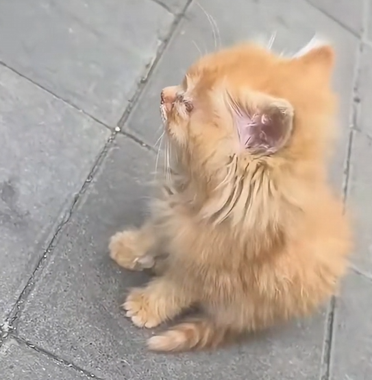 H1804004_family rescue poor kitten #cat #catsoftiktok #ki