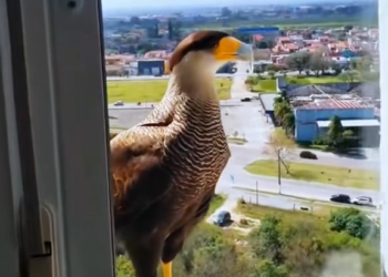 H1504009_A bird came to my window to eat and then… #animal #animalsoftiktok #rescue #rescueanimals #bird #bir