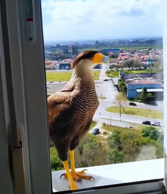 H1504009_A bird came to my window to eat and then… #animal #animalsoftiktok #rescue #rescueanimals #bird #bir
