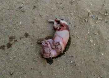 H1804007_found newly born puppy on street.It looked