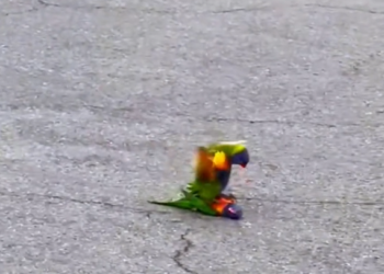 H1504010_A male parrot is saving his friend. I helped it #animalsoftiktok #animal #rescue #rescueanimals #par
