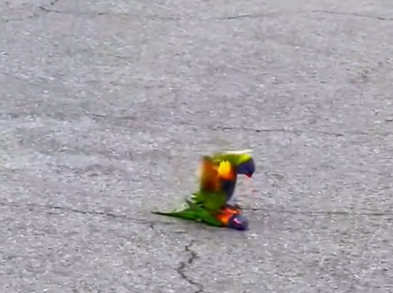H1504010_A male parrot is saving his friend. I helped it #animalsoftiktok #animal #rescue #rescueanimals #par